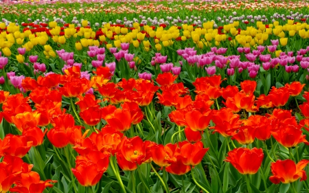 TULIP FIELD - tulips, flowers, field, nature, colors