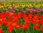 TULIP FIELD