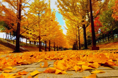 AUTUMN WALKWAY