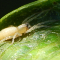 White Spider Crawling