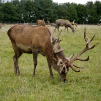 Red Deer