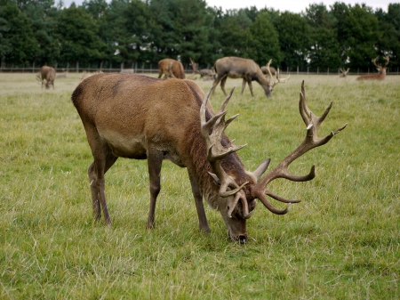 Red Deer - woburn, meal, grazing, antlers