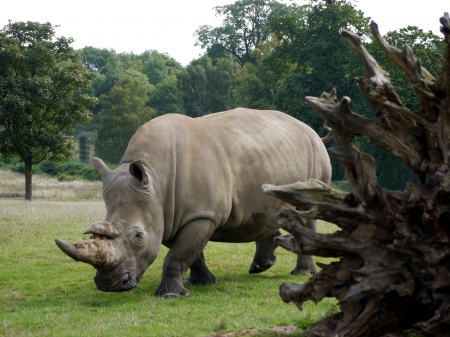 White Rhino - Woburn, Grazing, Rhino, Horn