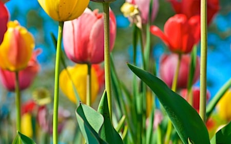 Tulips - nature, cute, flower, red