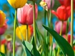 Tulips