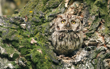 *** OWL *** - animal, owl, animals, birds