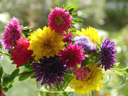 *** A bouquet of asters *** - flowers, flower, asters, nature