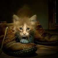 *** KITTEN IN BOOTS ***