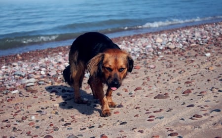 *** DOG ON THE BEACH *** - animal, dogs, animals, dog