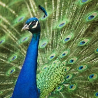 *** PEACOCK ***