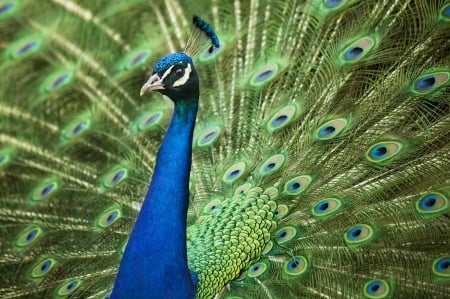 *** PEACOCK *** - animal, animals, birds, peacock