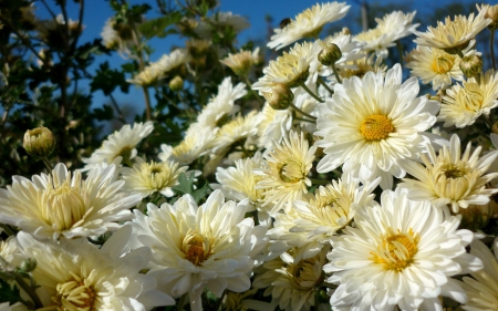 *** DAISIES *** - flowers, daisies, flower, nature