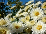 *** DAISIES ***