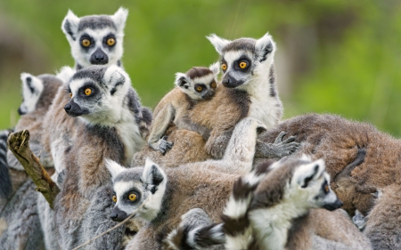 *** LEMURS FAMILY *** - lemurs, ringtail, animals, family, animal, cute