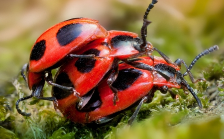 *** LADYBUGS *** - ANIMAL, LADYBUGS, BUGS, ANIMALS