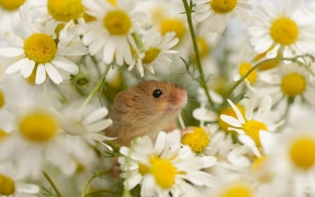 *** MOUSE WITH FLOWERS *** - ANIMAL, MOUSE, ANIMALS, FLOWERS