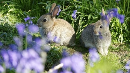 *** RABITS ON THE MEADOW *** - animal, rabbits, meadow, animals