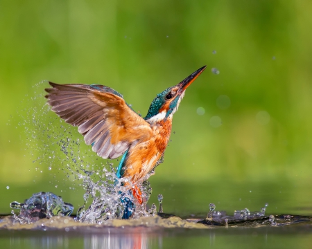 *** KINGFISHER *** - ANIMAL, BIRDS, KINGFISHER, ANIMALS, BIRD