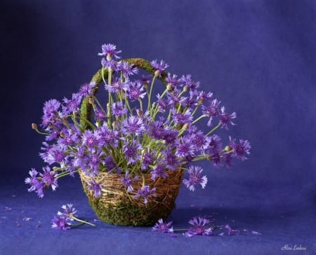 Still life - flowers, basket, purple, nature