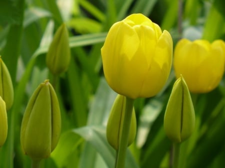 Tulips - flowers, nature, tulips, soft