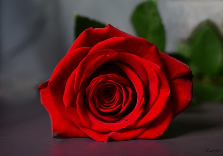 Red Rose - nature, rose, flower, red