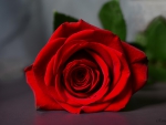 Red Rose