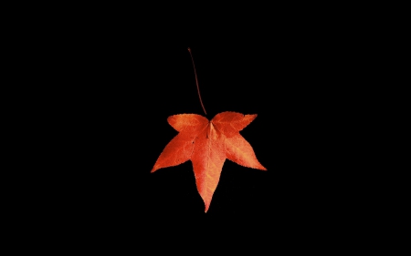 *** Autumn leaf *** - leaf, red, nature, autumn