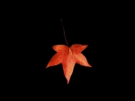 *** Autumn leaf ***