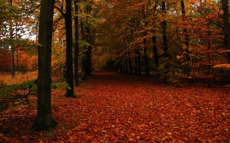 *** Red autumn *** - nature, autumn, forest, red, park