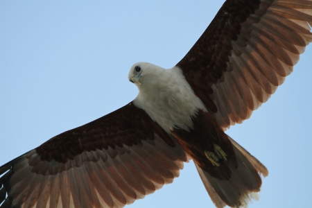 Bird Of Prey! - animal, nature, prey, bird