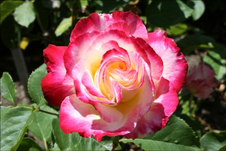 Double Delight - red, flower, rose, beautiful, fragrance, leaves, white, petals, nature, green