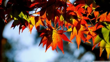 Autumnal tints - autumn, photography, wallpaper, leaf, nature, hd, abstract, fall, maple, colours, leaves