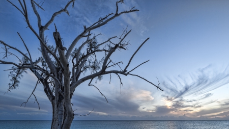 wonderful tree by the sea - horizon, sunset, sea, tree, bare