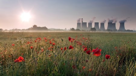 field of poppies in front of a power plant - fields, plant, steam, flowers, haze