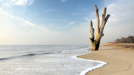 gorgeous petrified tree on a beach - beach, waves, sea, tree, petrified