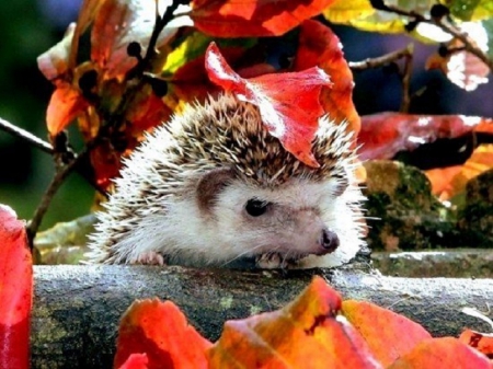 hedgehog in fall leaves - fall leaves, hedgehog, animals, autumn