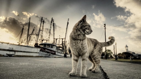 Cat - dust, animal, summer, ship, cloud, cat, sky