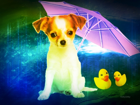 ♥ Rainy Day ♥ - water, dog, friend, umbrella, dogs, rain, cute, weather, ducks