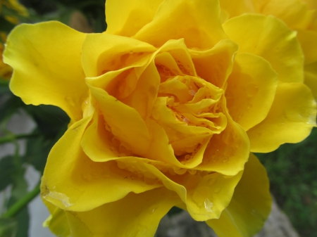 Moist Yellow - Yellow, Rain, Flora, Floral, Petals