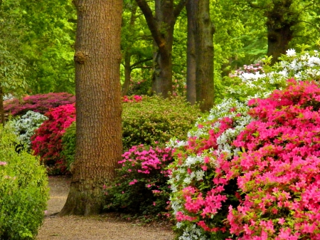 Lovely place in park - silent, summer, walk, greenenry, beautiful, quiet, alleys, place, bushes, nature, park, colorful, paradise, pretty, flowers, fragrance, branches, serenity, garden, calmness, freshness, nice, scent, lovely, trees