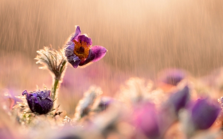 In the rain - nature, pink, rain, water, flower, spring, drops