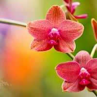 The Orchids of Display