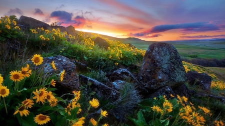 SUNSET GLORIOUS - hills, landscape, yellow, clouds, skies, green, balsamroot, flowers