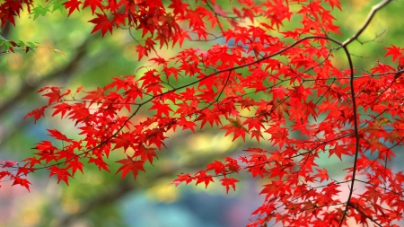 autumn leaves - leaf, tree, autumn, yard