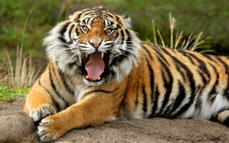 The Tiger. - mouth, angry, sumatran, tiger