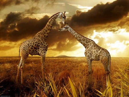 Best Friends - wildlife, africa, animals, giraffes