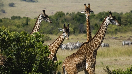 We are Proud - unique, giraffes, zebras, animals