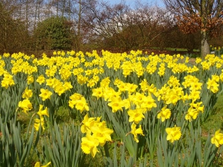 ~Daffodils~ - yellow petals, flowers, spring, trees, daffodils, nature