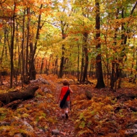 Autumn in the forest