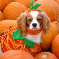 Pumpkin dog